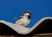 ��������� �������